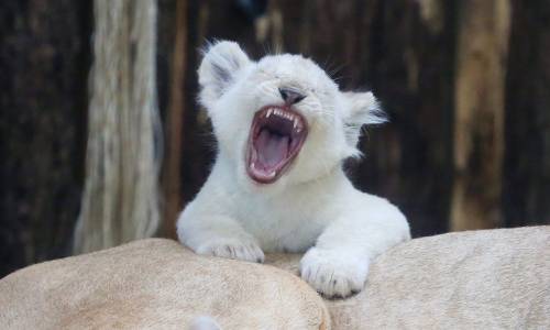 Cucciolo di leone bianco