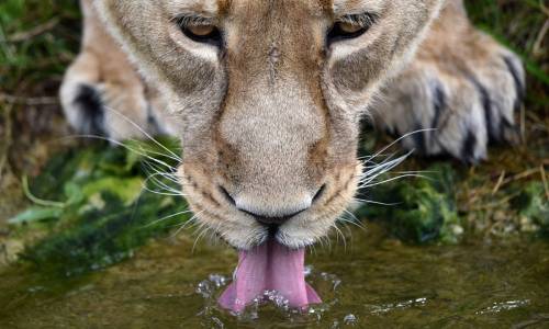 Una leonessa dello zoo di Londra si disseta dopo un lauto pasto, nella Giornata mondiale del leone.