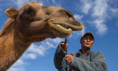 Un cammello con il suo padrone nella provincia di Omnogovi, nel deserto del Gobi, in Mongolia.