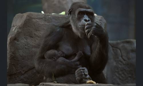 Una femmina di gorilla di nome Kira tiene tra le braccia il suo cucciolo nato da poco, allo zoo di Mosca. 