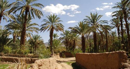 L'Oasi di Al-Hasa, Arabia Saudita