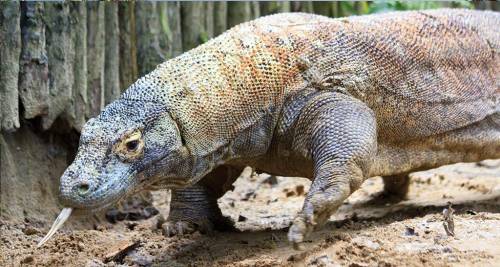 Parco nazionale di Komodo, Indonesia