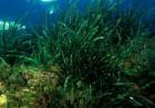 L'erba di Nettuno, la bellezza arriva dal mare