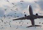 Bird strike: perché l'impatto tra aerei e uccelli è pericoloso?