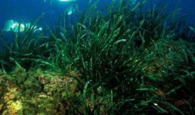 L'erba di Nettuno, la bellezza arriva dal mare