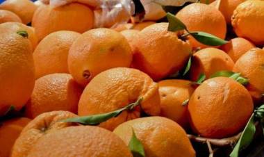 Falso bio, sequestrate in tutta Italia 15 tonnellate di alimenti