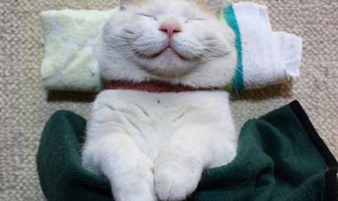 Giappone, questi gatti realizzati in lana sembrano veri