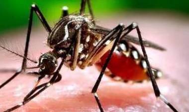 Zanzara West Nile, due persone morte a Ferrara dopo la puntura: è la Febbre del Nilo