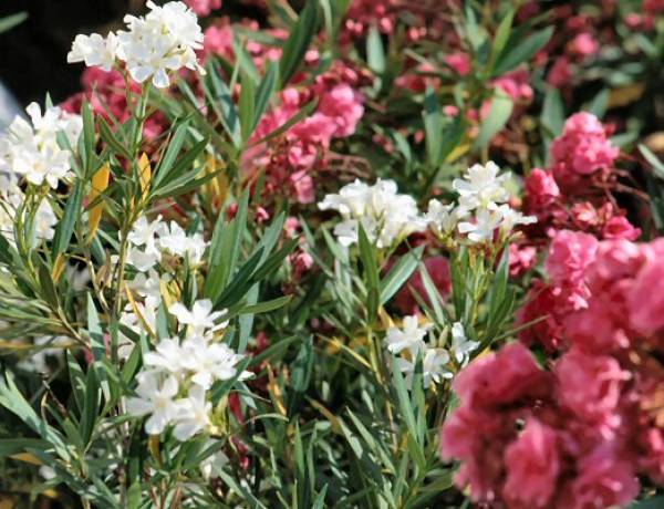 Splendide ma pericolose, fai attenzione a non toccare mai queste piante tossiche