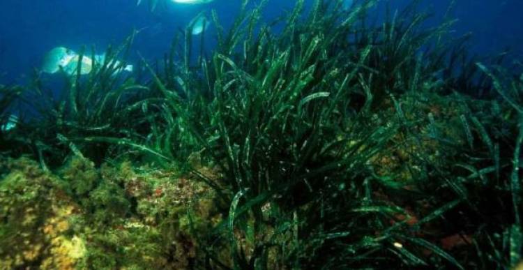 L'erba di Nettuno, la bellezza arriva dal mare