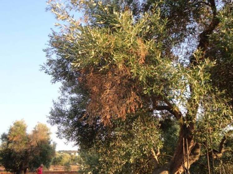 Xylella, per Grillo è una bufala: non c’è una briciola di prova scientifica