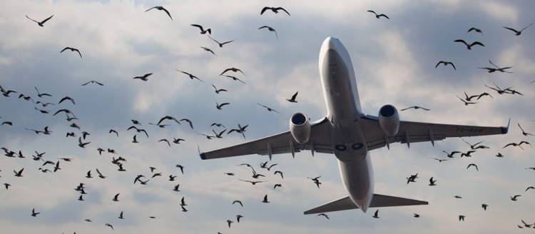Bird strike: perché l'impatto tra aerei e uccelli è pericoloso?